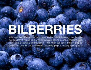 bilberry-image