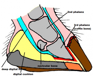 inner-hoof-structures-labeled