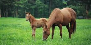 horse and foal