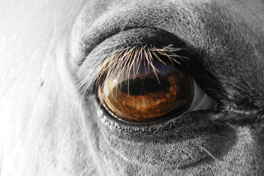 horse_eye_by_littleblackcloud91-d38k4l3